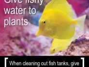 Give fishy water plants. When cleaning out fish tanks, give the nutrient-rich water to your plants.